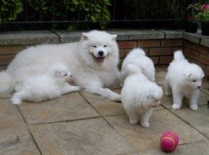 samoyeds-1-300x222