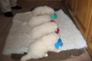 samoyeds-2-300x201